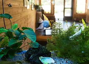 beleuchtetes Aquarium mit Fischen  